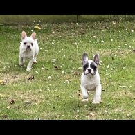 French Bulldog - Both