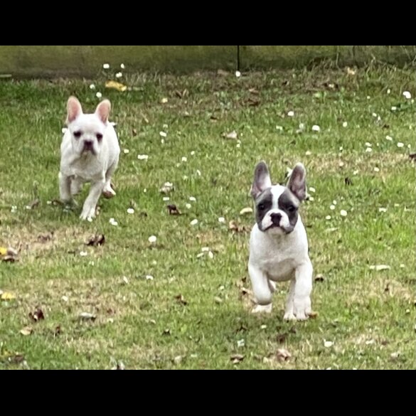 French Bulldog - Both