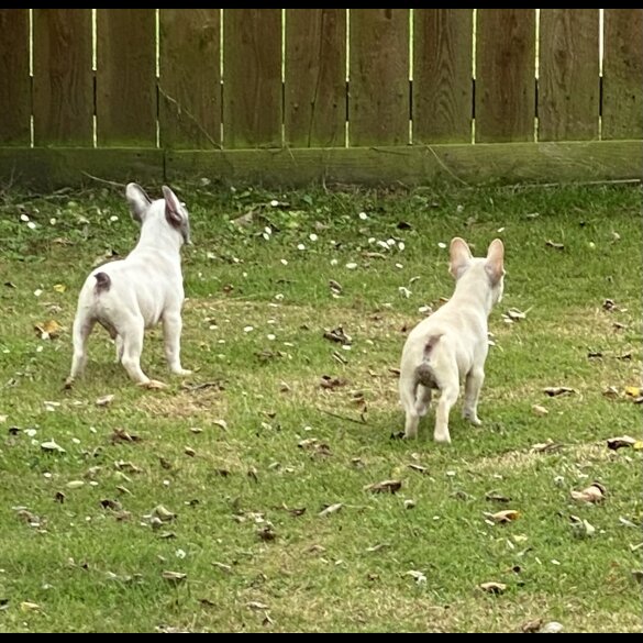 French Bulldog - Both