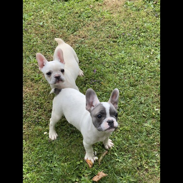 French Bulldog - Both