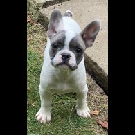 French Bulldog - Both