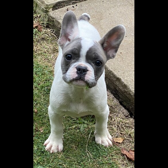 French Bulldog - Both
