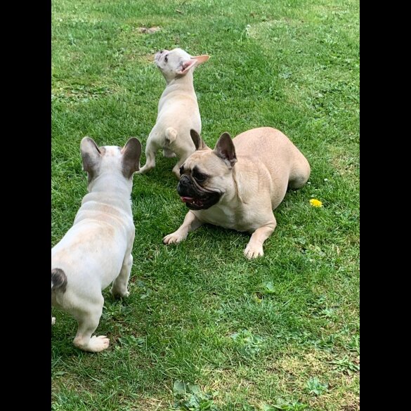 French Bulldog - Both