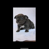 French Bulldog - Both