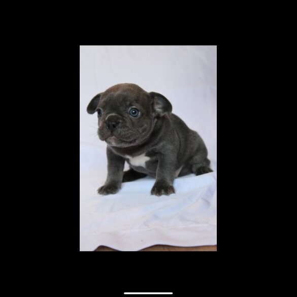 French Bulldog - Both