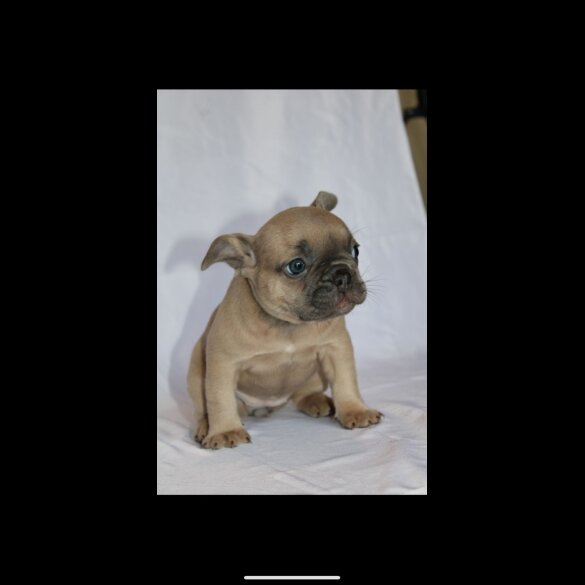 French Bulldog - Both