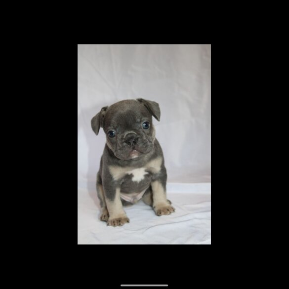 French Bulldog - Both