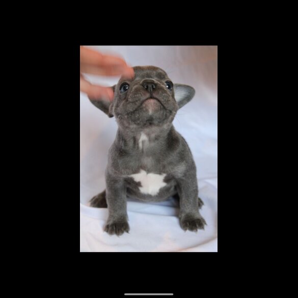 French Bulldog - Both