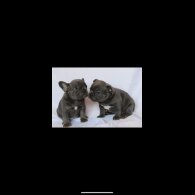 French Bulldog - Both