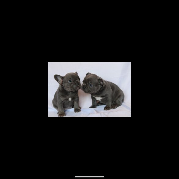 French Bulldog - Both
