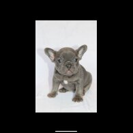 French Bulldog - Both