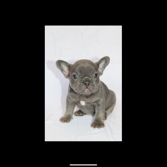 French Bulldog - Both