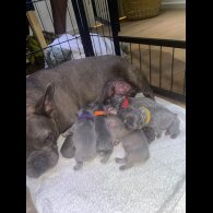 French Bulldog - Both
