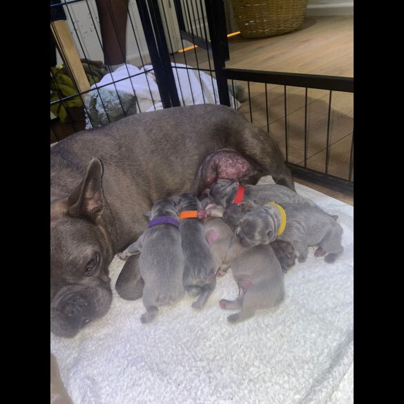 French Bulldog - Both