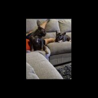 French Bulldog - Both