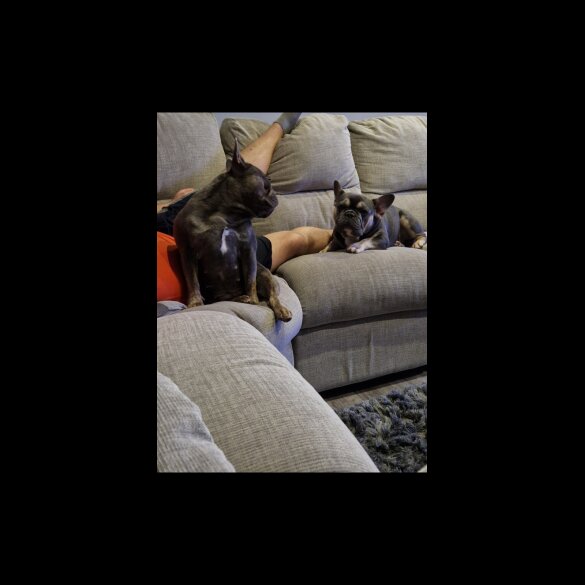 French Bulldog - Both