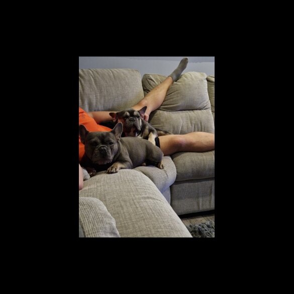 French Bulldog - Both