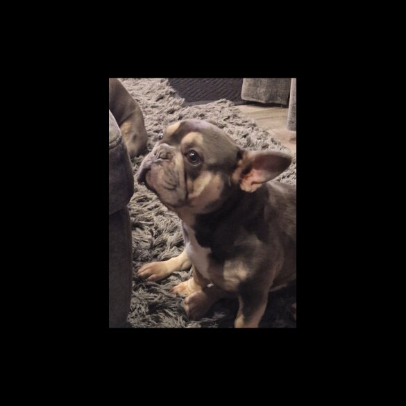 French Bulldog - Both