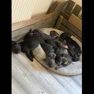 French Bulldog - Both