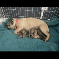 French Bulldog - Dogs