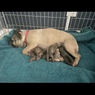 French Bulldog - Dogs