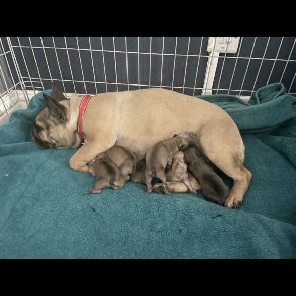 French Bulldog - Dogs