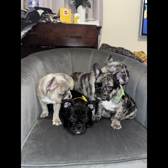 French Bulldog - Both