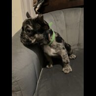 French Bulldog - Both