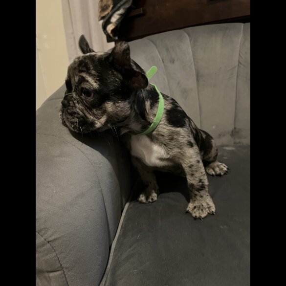 French Bulldog - Both