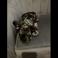 French Bulldog - Both