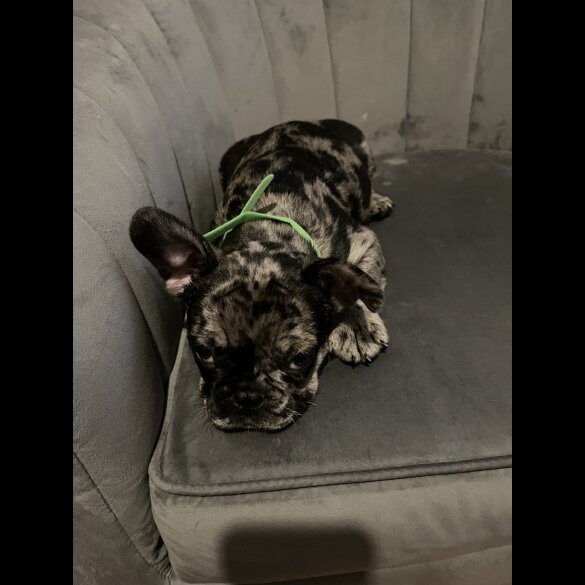 French Bulldog - Both