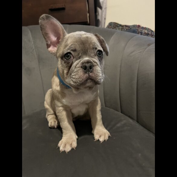 French Bulldog - Both