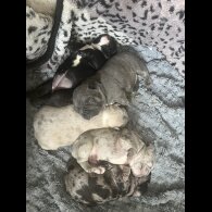 French Bulldog - Both