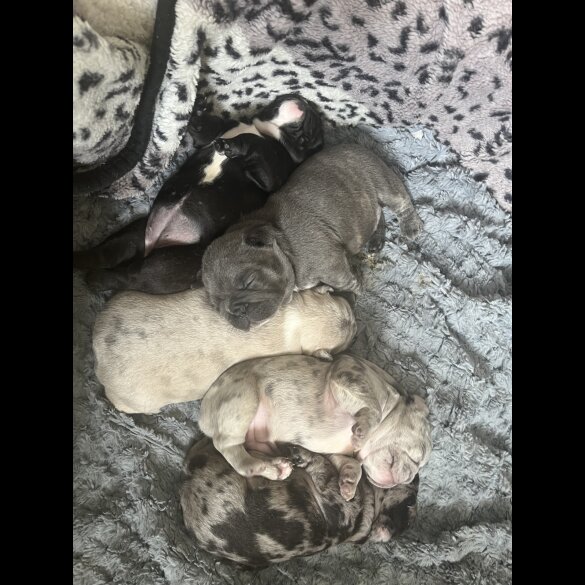 French Bulldog - Both