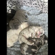 French Bulldog - Both