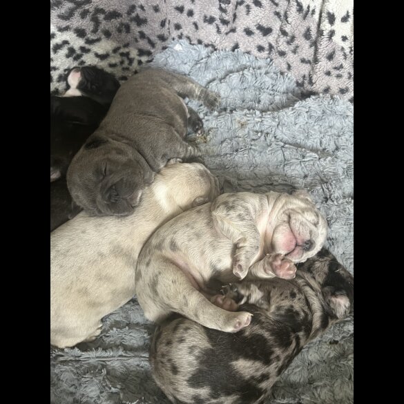 French Bulldog - Both