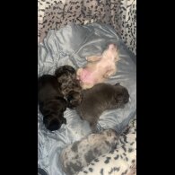 French Bulldog - Both