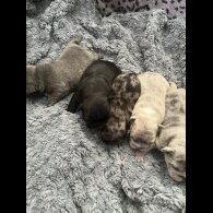 French Bulldog - Both