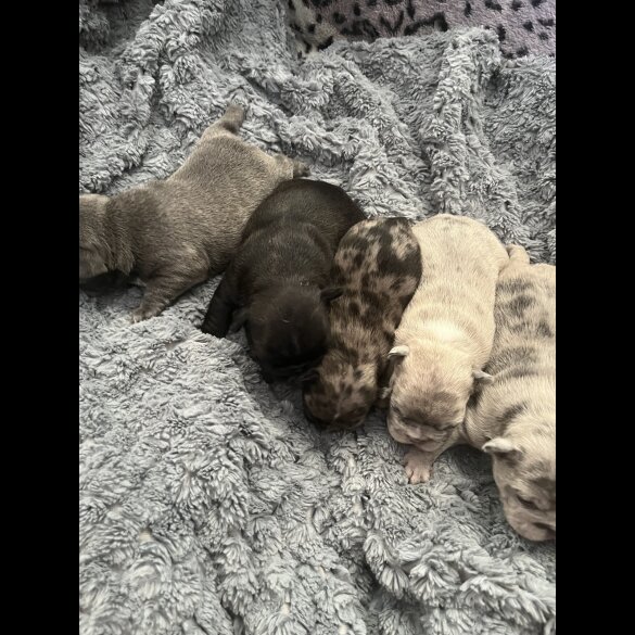 French Bulldog - Both