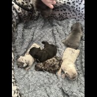 French Bulldog - Both