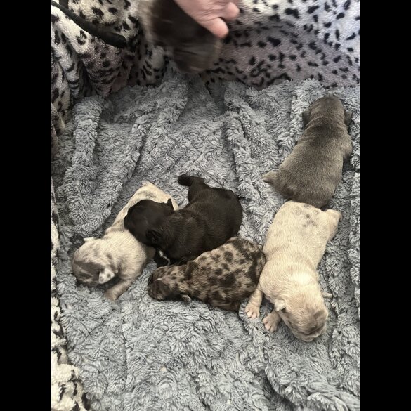 French Bulldog - Both