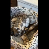 French Bulldog - Both