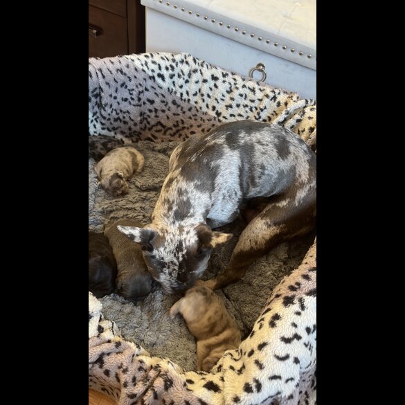 French Bulldog - Both