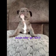 French Bulldog - Both