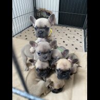 French Bulldog - Bitches