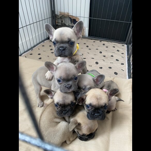 French Bulldog - Bitches