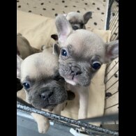 French Bulldog - Bitches
