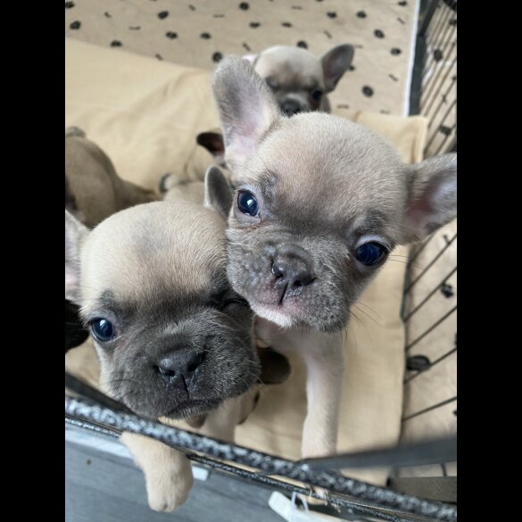 French Bulldog - Bitches