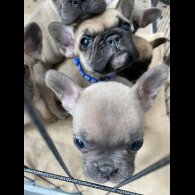 French Bulldog - Bitches