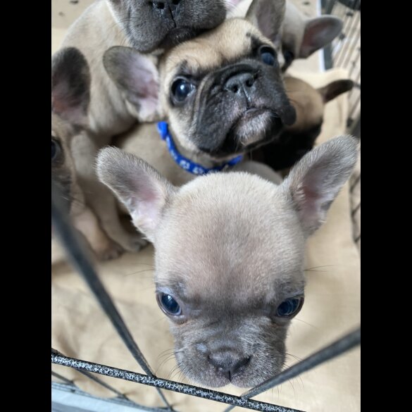 French Bulldog - Bitches